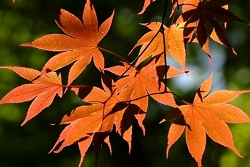 Japanese Maple tree