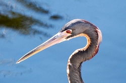 Hunting Tricolor Heron