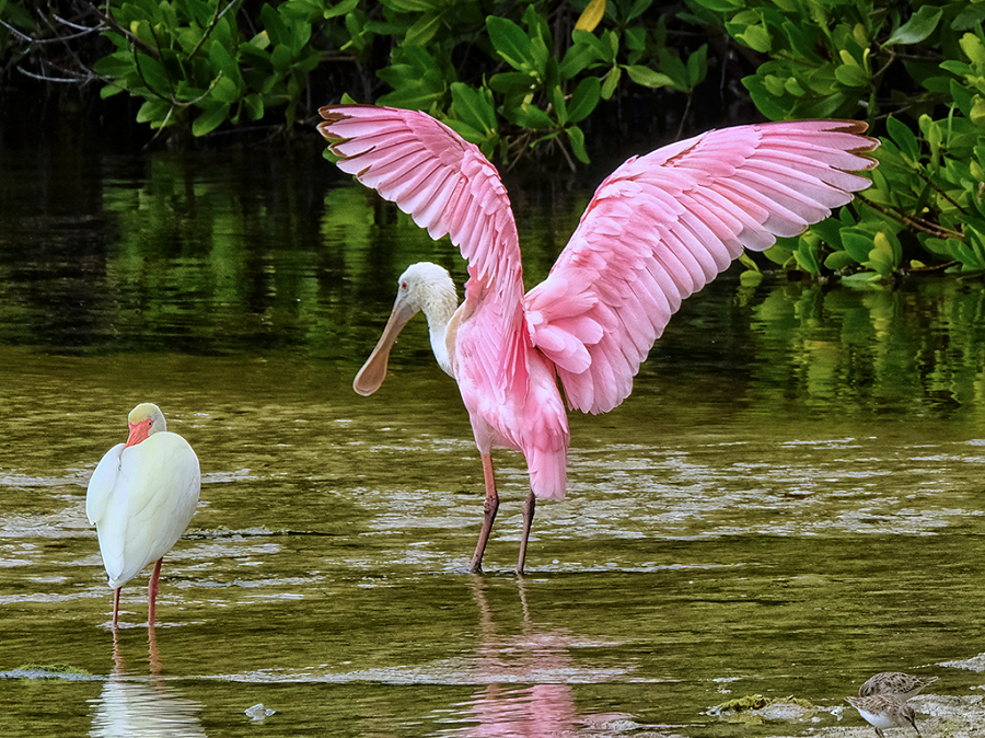 White Ibis and Roseate Spoonbill, Ding Darling NWR