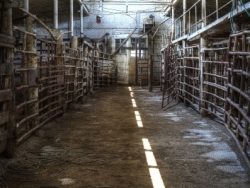 Remnants of Livestock Trade