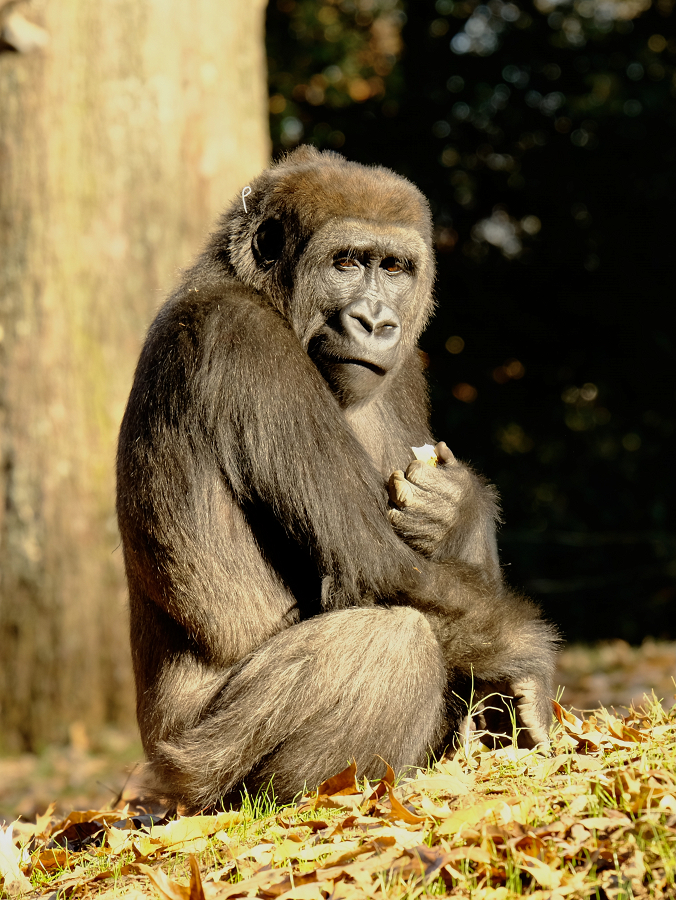 Western Lowland Gorilla