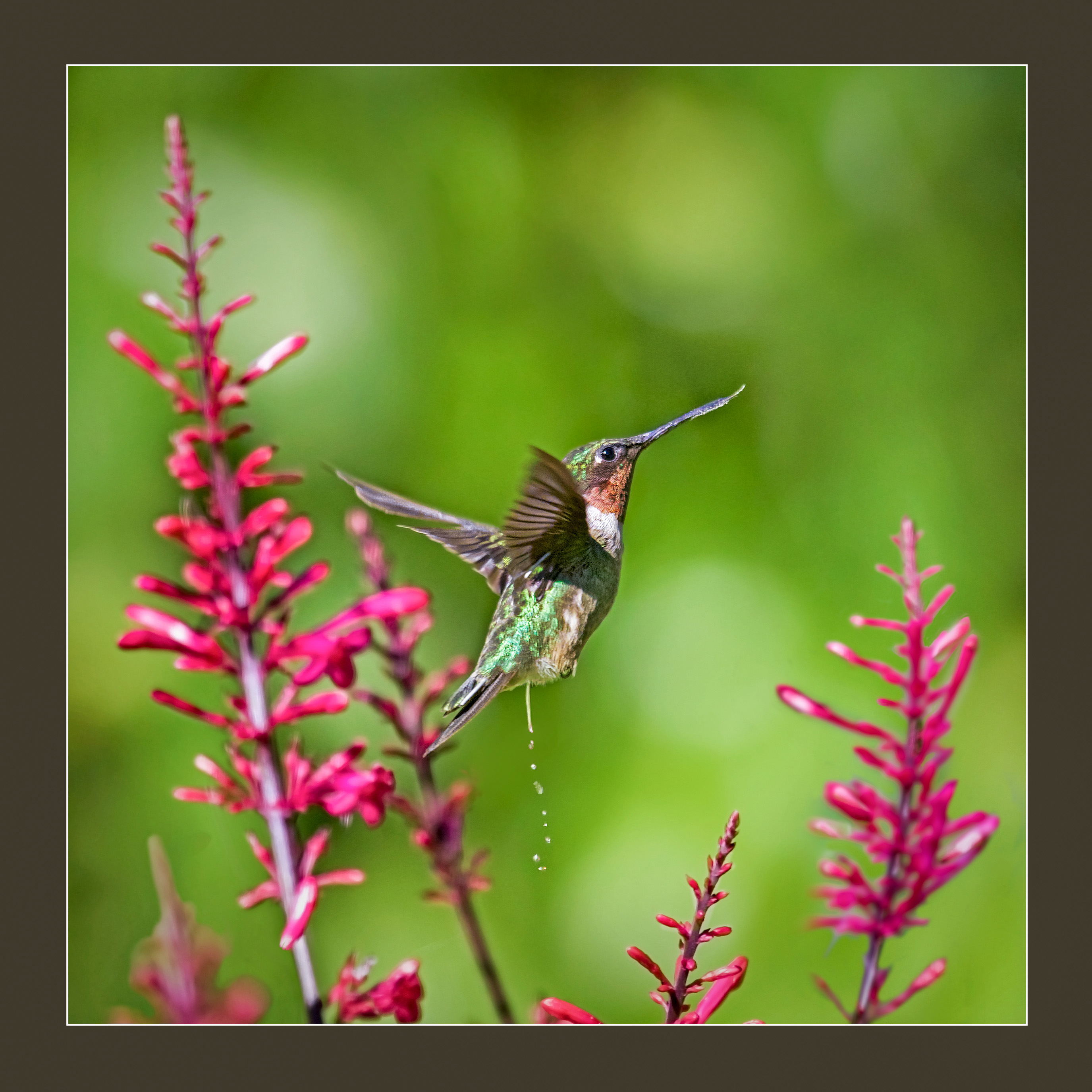 Not Your Typical Hummingbird Shot