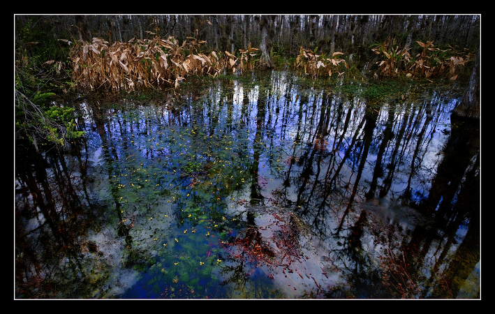 Everglades Wet Season
