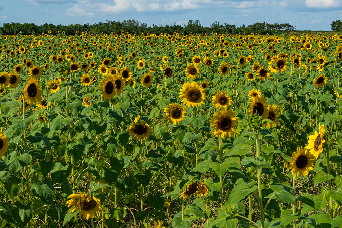 Sunflowers Season