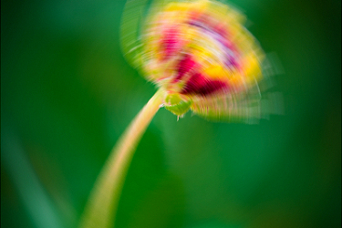 Flower Motion