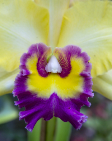 The heart of the Orchid