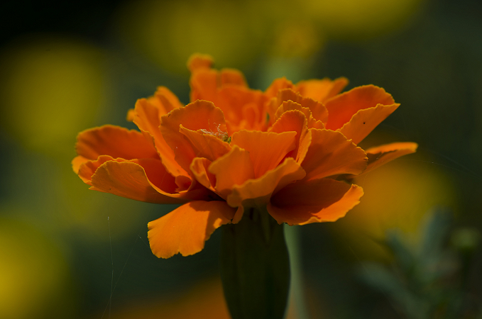 Just an Orange Carnation
