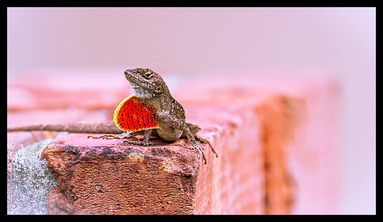 Lizard on Brick Post