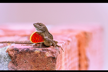 Lizard on Brick Post