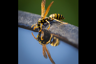 Wasp at the Fountain