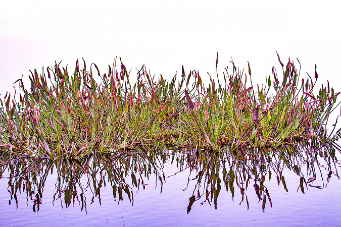 Everglades Reflections