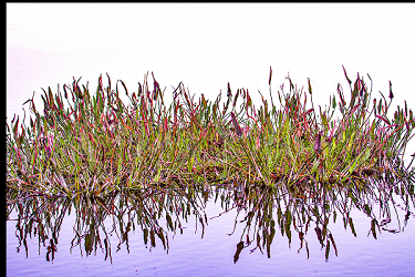 Everglades Reflections