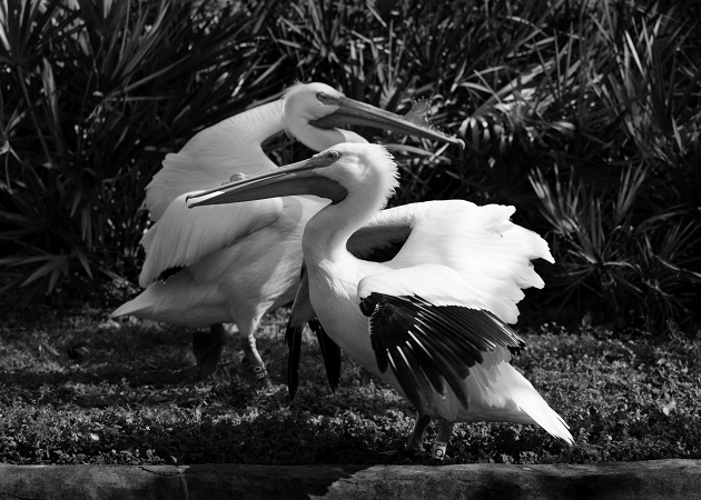 American White Pelicans