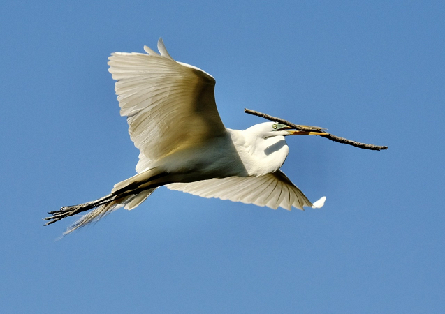 Flying Great Egret with nesting material