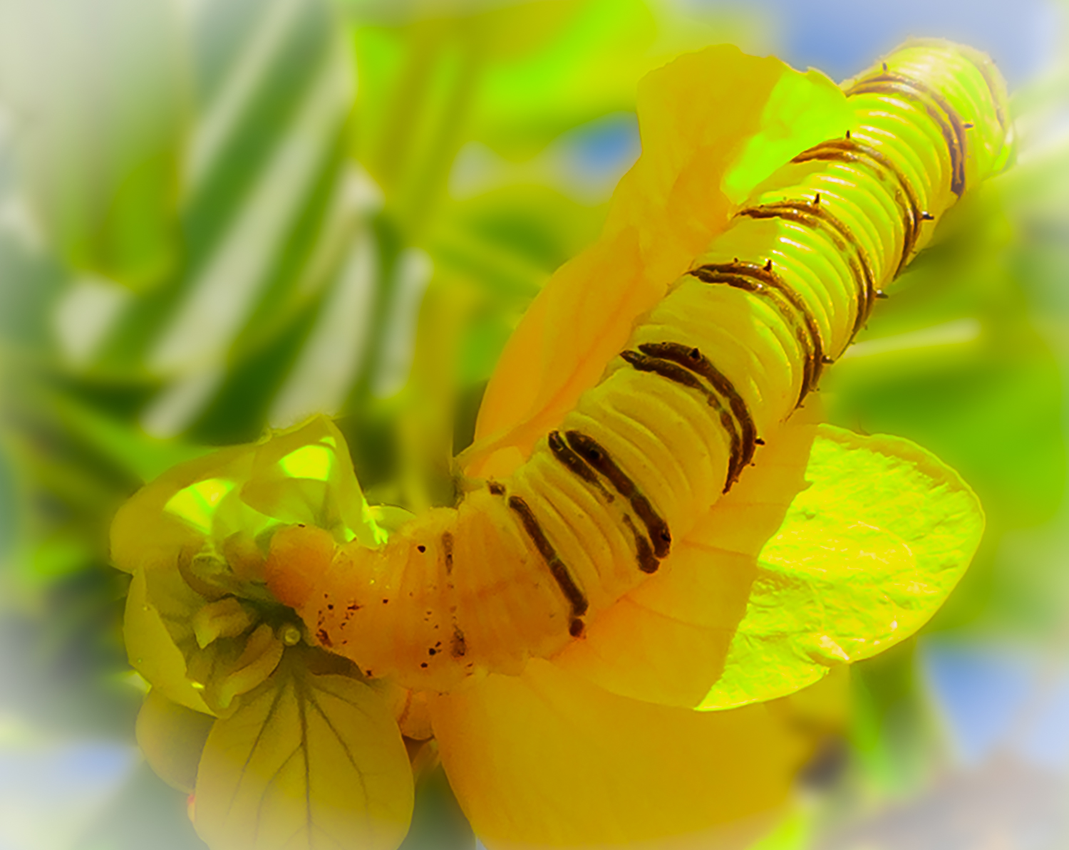 Yellow Flower Caterpillar - Score 85