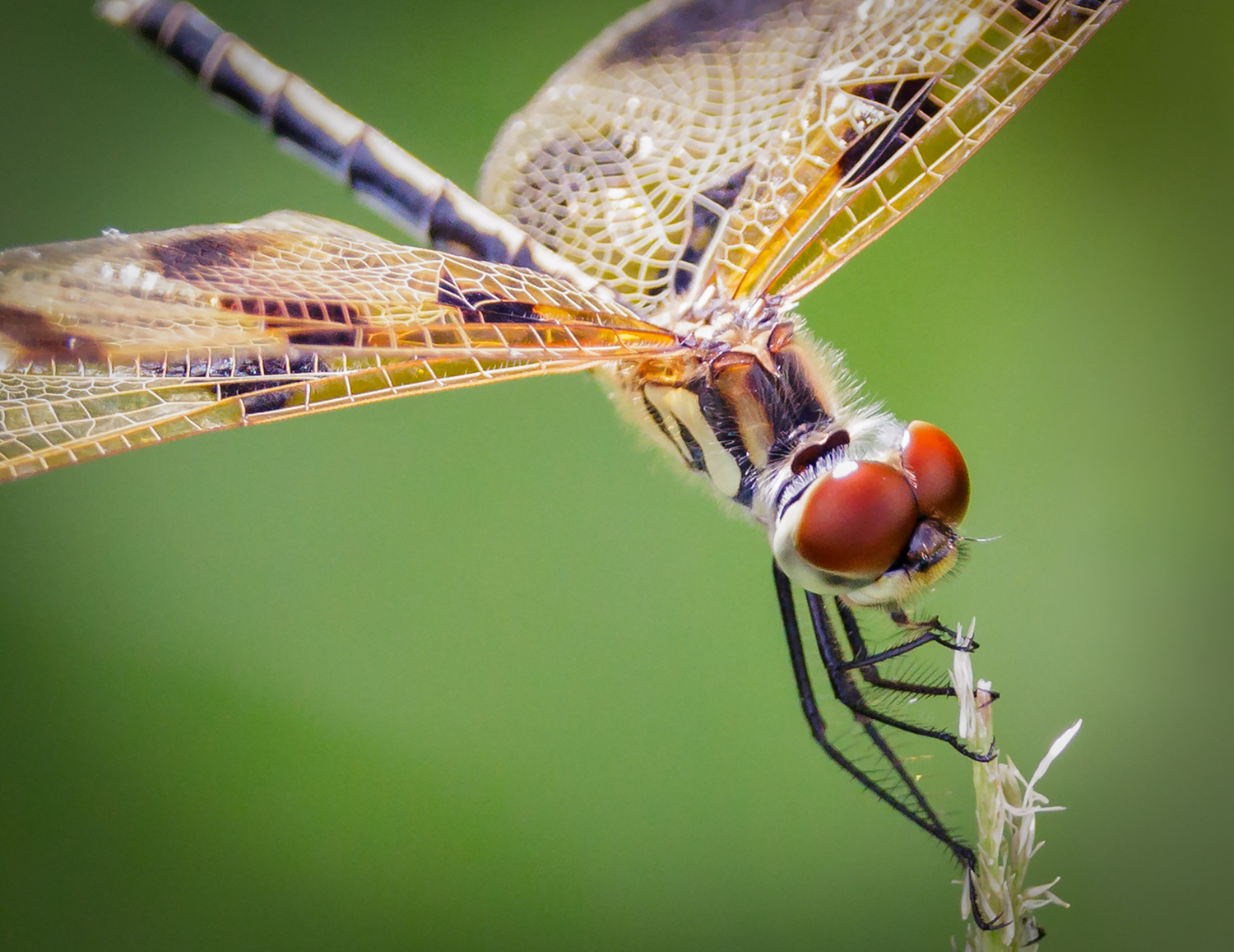 Everglades Dragonfly - Score 94