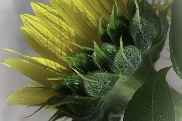 The Dark Side of a Sunflower