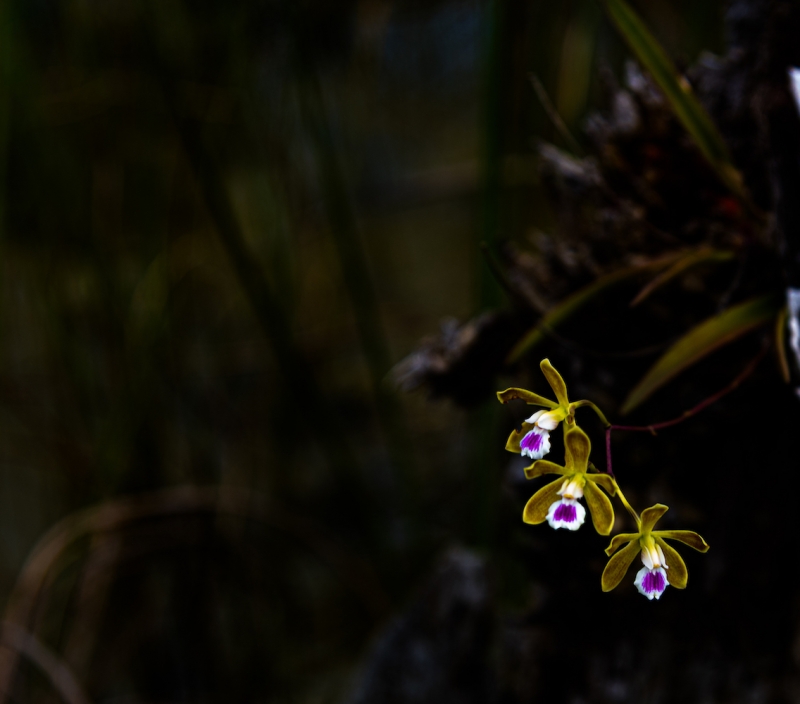 Butterfly Orchid