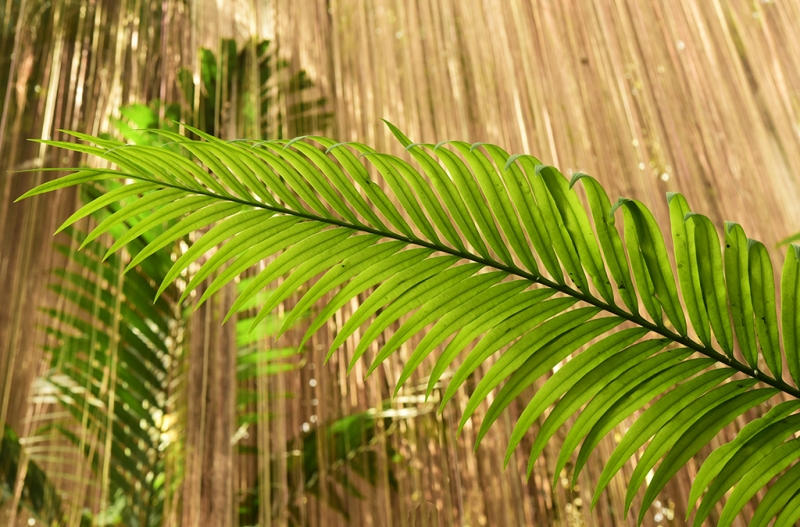 Fern in the rainforest