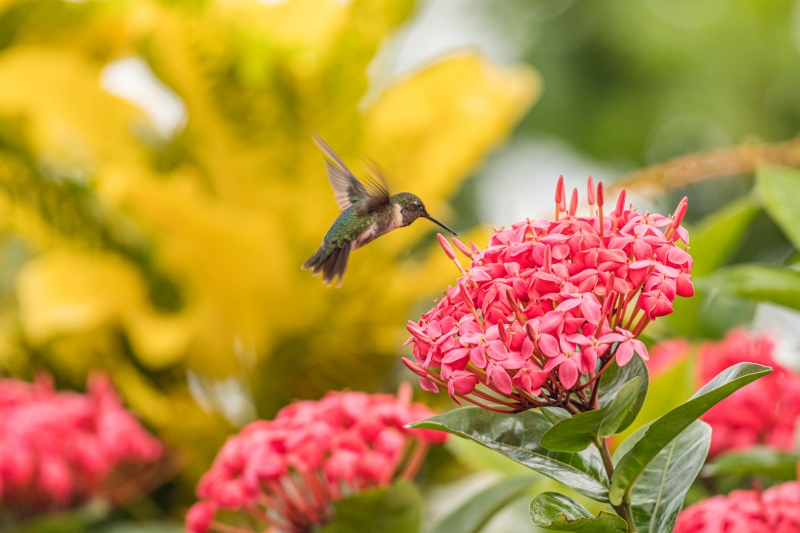 Ruby-throated humminbird