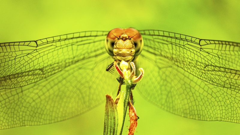 Dragonfly at Rest