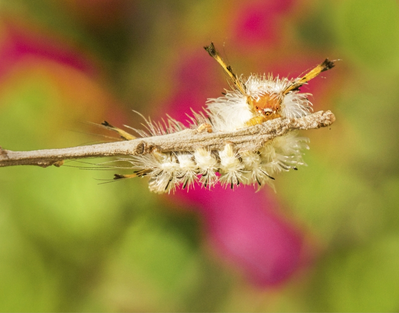 Fuzzy Wuzzy Caterpillar