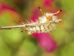 Fuzzy Wuzzy Caterpillar