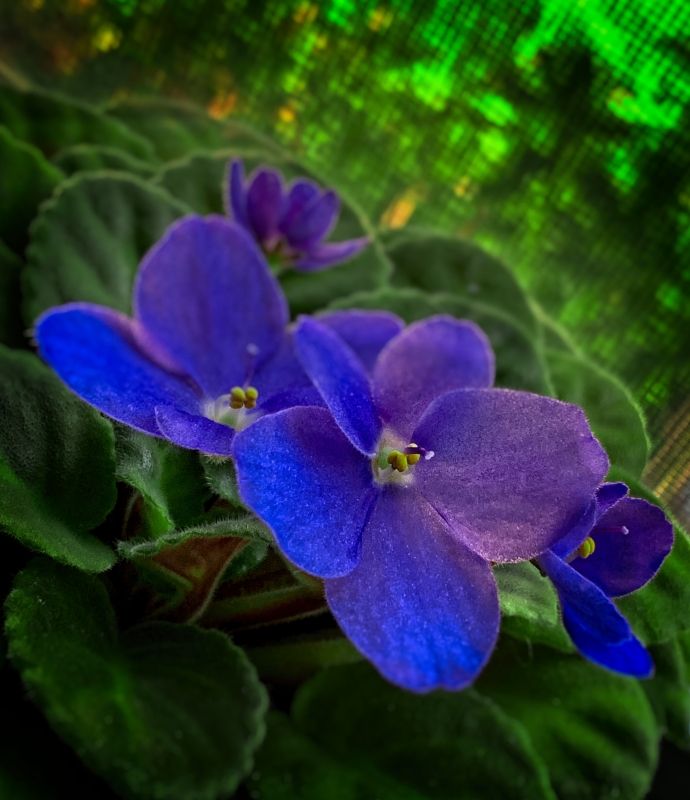 African Violet