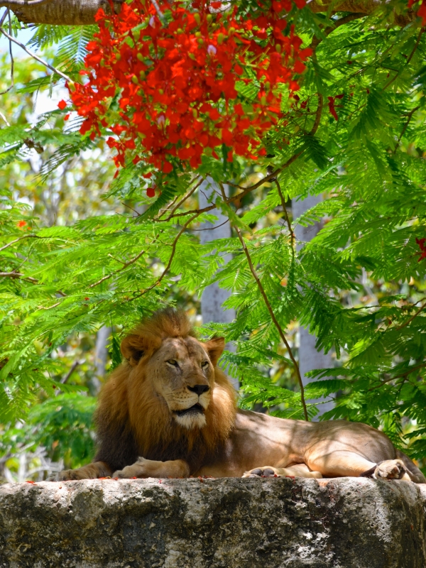 King of the Poincianas