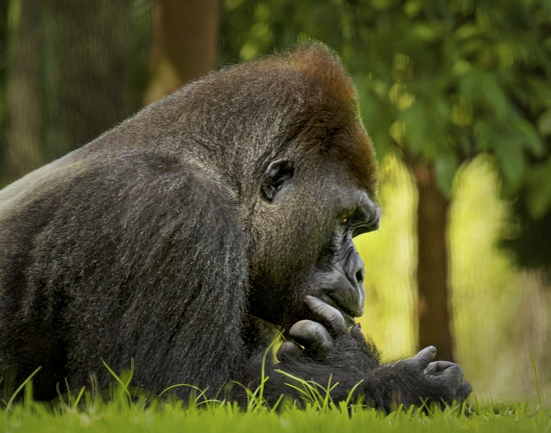 The Thinker - MEMBERS CHOICE WINNER