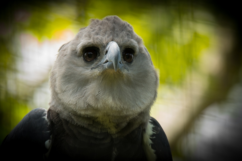 Eyes of the Harpy