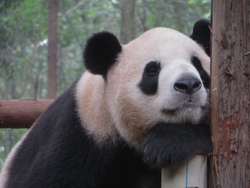 Pensive Panda