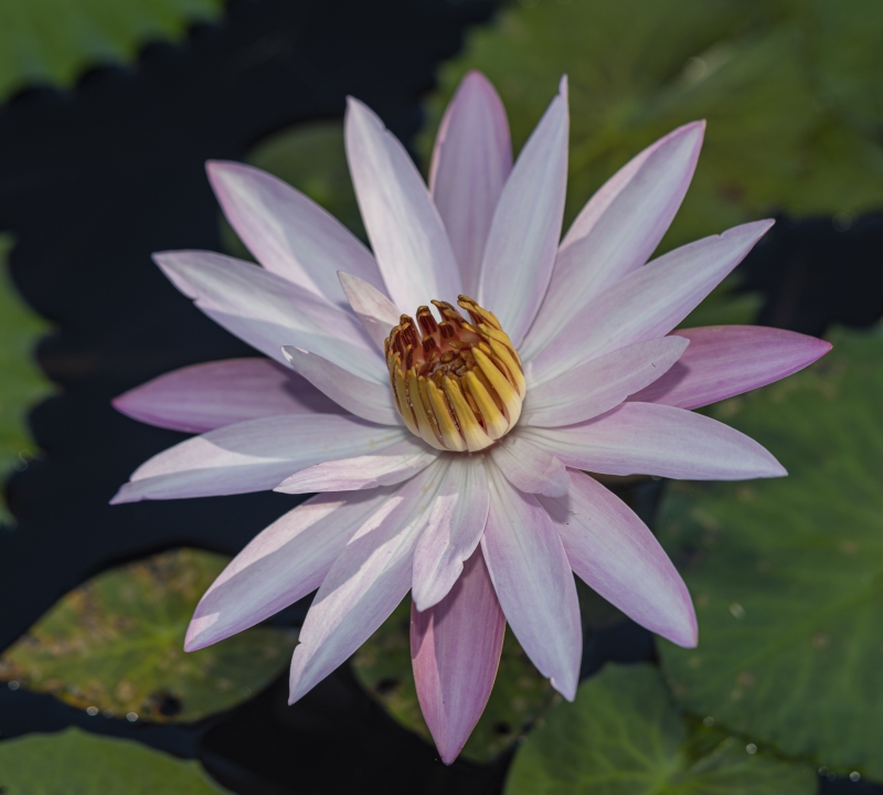 Water Lily 62