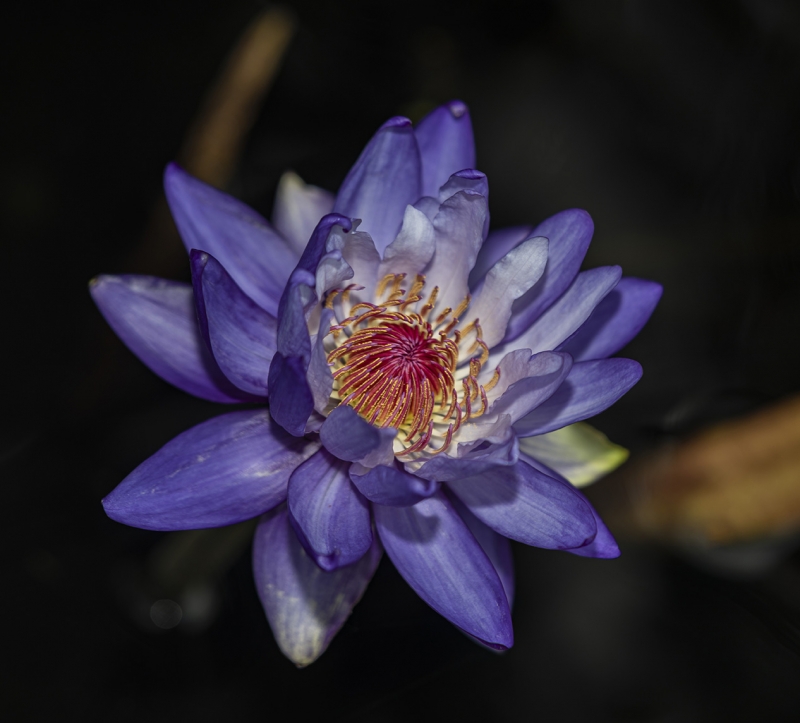 Water Lily 44