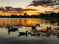 Ripples by Ducks