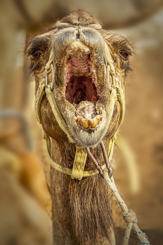 Camels Have Tonsils Too