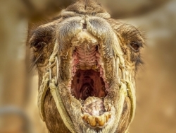 Camels Have Tonsils Too
