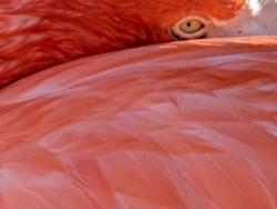 flamingo's eye