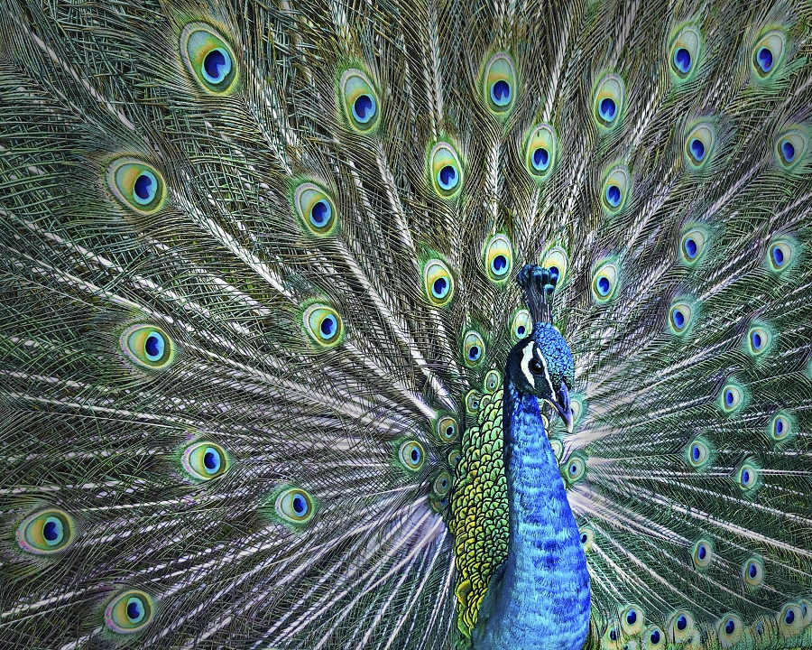 Preening Peacock