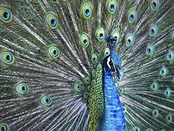Preening Peacock