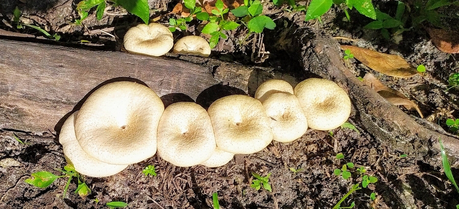 Fungus among Us