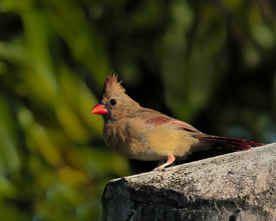 Fledgling Cardinal