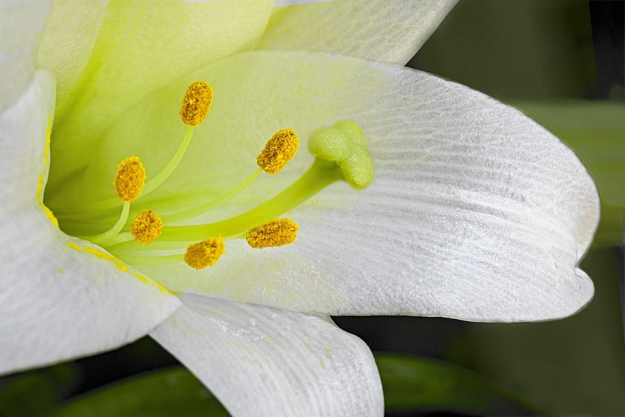 Easter Lily - MEMBERS CHOICE