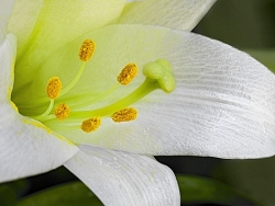 Easter Lily - MEMBERS CHOICE