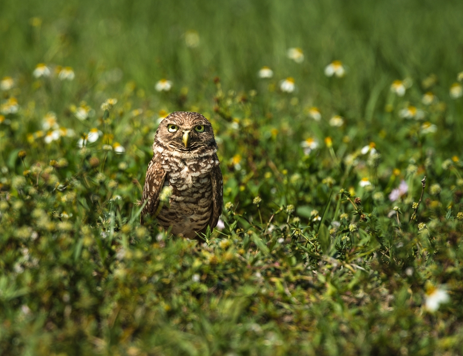 Owl Among the Flowers