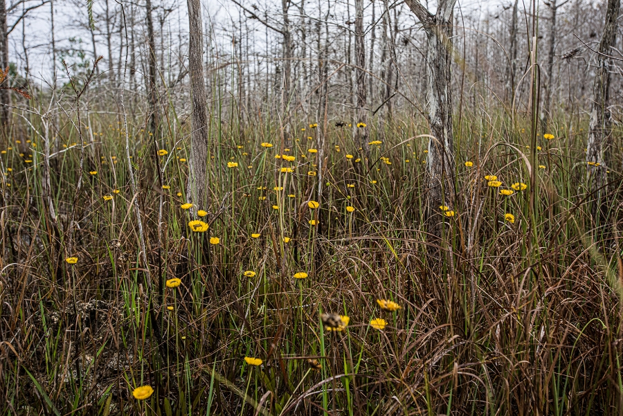 Spring in the Everglades