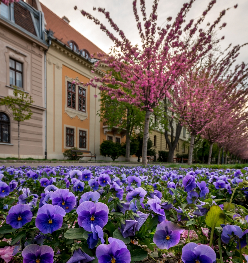 Budapest Blooms